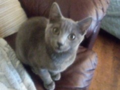 Russian Blue – Russian blue female