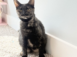 American Shorthair – Young Tortie – Fayetteville