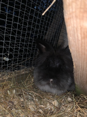 lapin lion