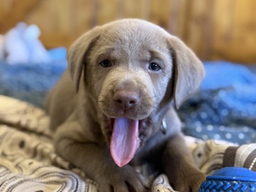Labrador Retriever - 🐶 Purebred Silver Labrador Puppies – Ready Dec 2! available for adoption in Clearwater County