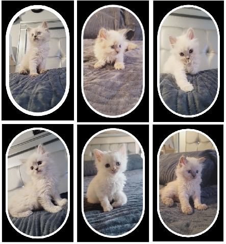 Siberian hypoallergenic Kittens