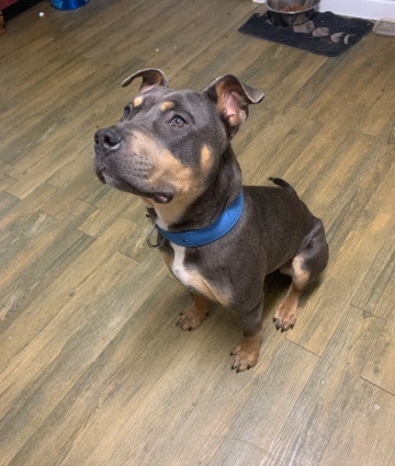 American Pit Bull Terrier – Stud Dog Or Family Pet