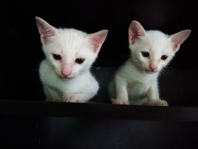 Selling Indian kitten for free of cost