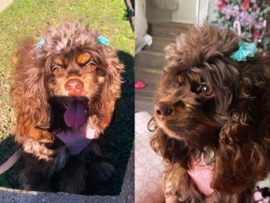American Cocker Spaniel – American cocker spaniel – Dallas