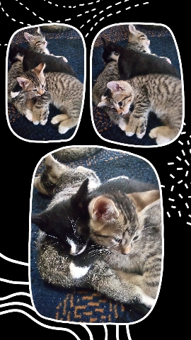 American Shorthair – Leopard-Spotted Tabby Tiger-Striped Twins
