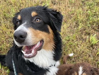  Australian Shepherd, 7 Monate alt