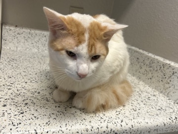 American Shorthair – Little Richard – San Antonio