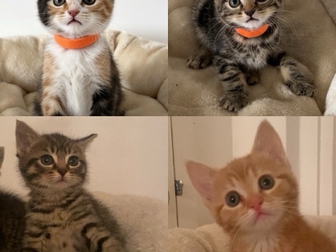 beautiful kittens ready to go. – London