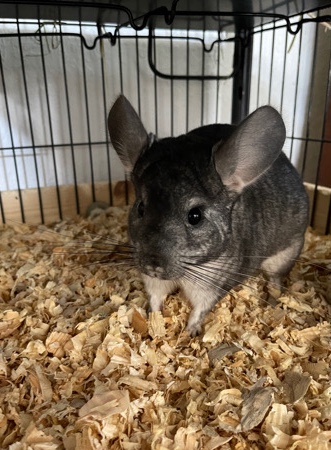 chinchilla – chinchillas