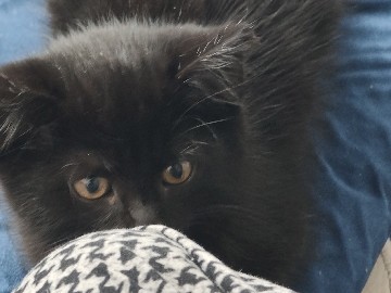 Image of British Shorthair