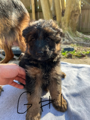 German Shepherd – German Shepherd Pups