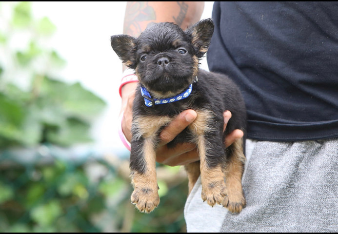 French Bulldog – French Bulldog (FLUFFY)