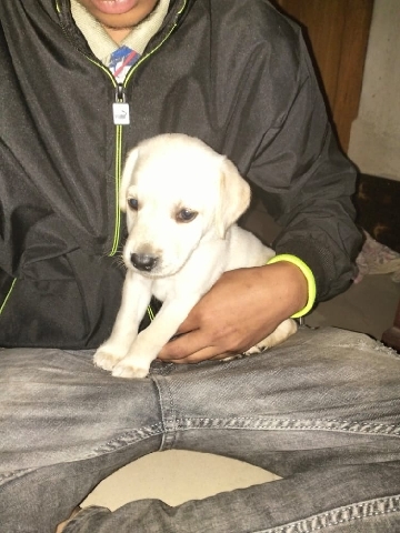 Labrador Retriever – Labrador Puppy for Sell