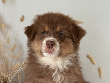 Image of Australian Shepherd