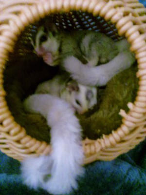 Marmoset – Sugar gliders cage – Port Orange
