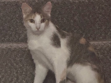 American Shorthair – Beans Needs a New Home – West Monroe