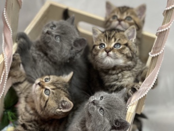 British Shorthair – GCCF REGISTERED BSH TEDDYBEARLIKE KITTENS – Birmingham