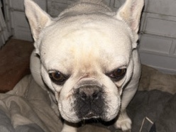 French Bulldog – French bulldog- rehome – Tingira Heights