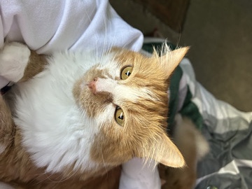 adorable cat looking for a new home – Tyler