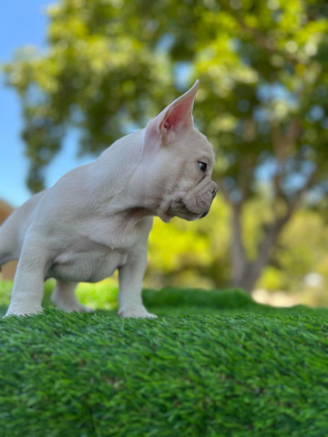 French Bulldog – Frenchie rehome