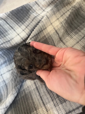 Poodle – mini poodle Merle female