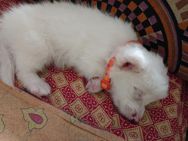 Pomeranian – Jerry(Pomerian Male Puppy)