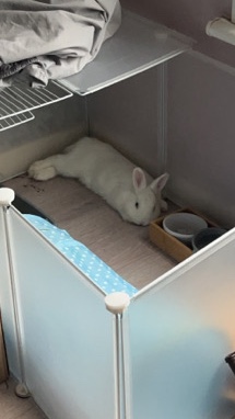 White Netherland dwarf rabbit +Setup