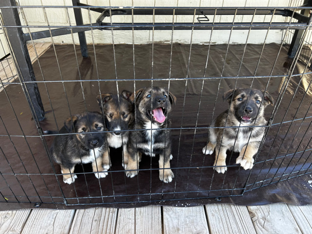 German Shepherd – 3 Puppies For Sale!