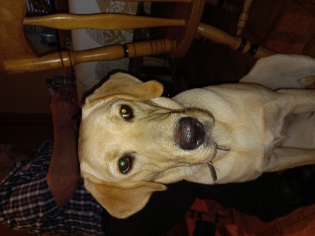 Labrador Retriever – Golden Labador