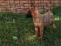 Belgian Shepherd Dog (Malinois) – Pastor Belga malinois