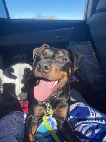 Doberman Pinscher – Scotch
