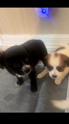 Pomeranian – Puppy’s 4 Sell
