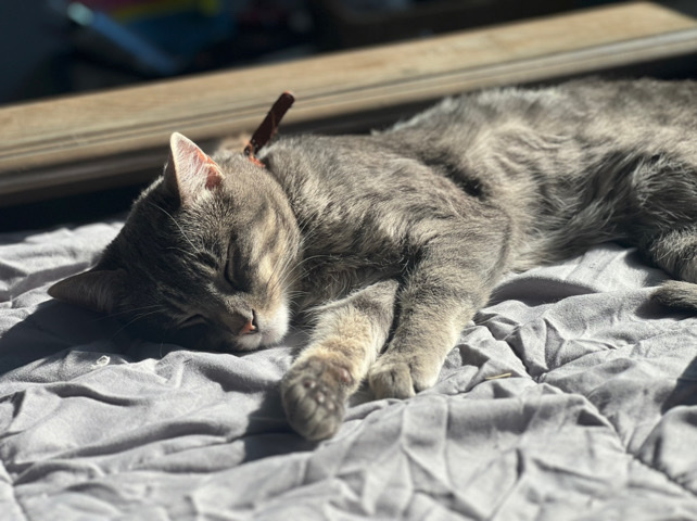 American Shorthair – rehome 2 cats 🤍