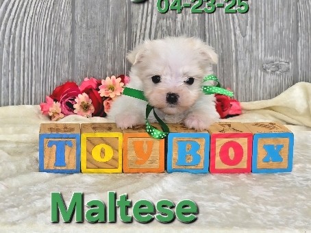 Xylon a male Maltese, Hypoallergenic Pet Only 