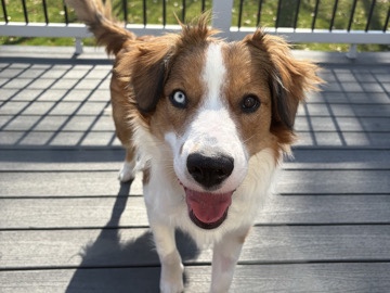 English Shepherd – Finley – Chelsea