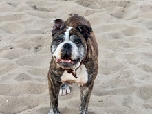 Image of Olde English Bulldogge