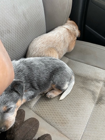 Lancashire Heeler – Red and blue heeler