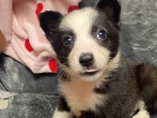 Border Collie – cachorro – Lugo