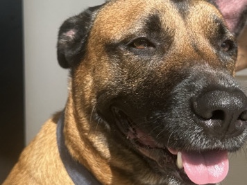 Belgian Shepherd Dog (Malinois) – Rocky 💙 – San Antonio