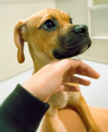 Puggle puppy, Anakin looking for his new home!