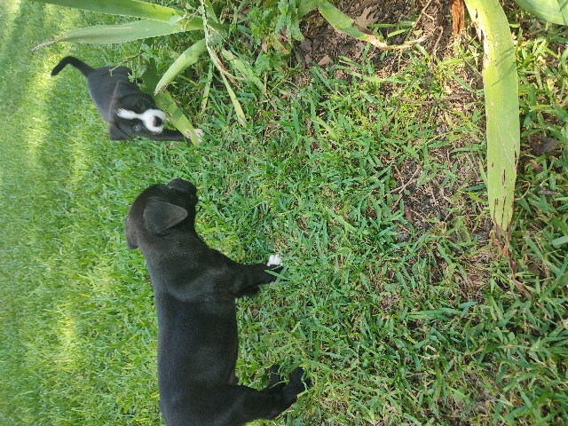 American Pit Bull Terrier – pitbull puppies, double colored eyes