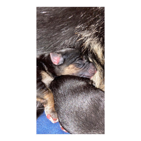 German Shepherd – German shepherd puppies