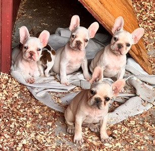 French Bulldog – French bulldog puppies
