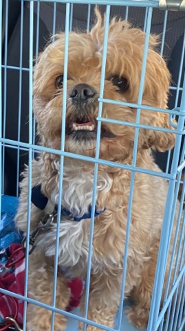 Shih Tzu/mix