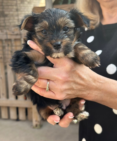 Gorgeous Yorkie