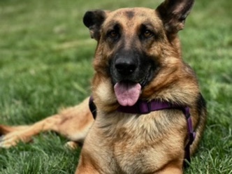 German Shepherd – Rehoming German shepherd – Seattle