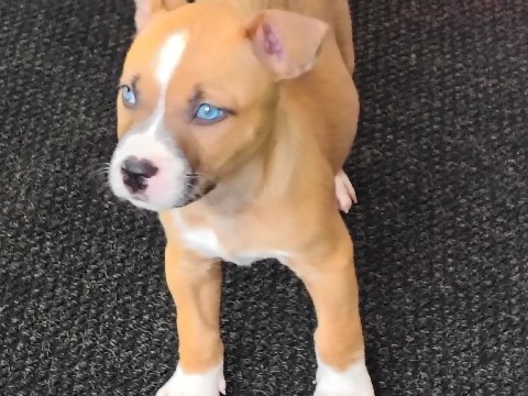 Mixed Breed – puppy half Siberian Husky and half pit bull – Murrells Inlet