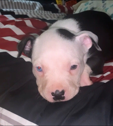 Baby PitBull