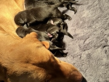 Labrador Retriever – Beautiful chunky Labrador puppies – Wickford