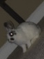 American – 450 for rabbit